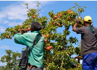 Workers at a land reform farm, Loufontein farm, in Villiersdorp, which was acquired by the Department of Land Reform and Rural Development.