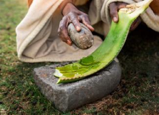 The-potential-of-African-traditional-medicine-is-being-unlocked-by-several-initiatives-in-South-Africa