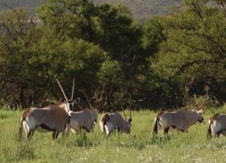 Gemsbok