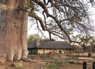 Mapungubwe tree