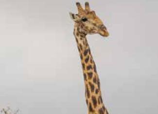Giraffe