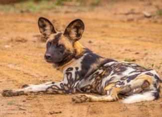 The reserve is home to highly- endangered African wild dogs