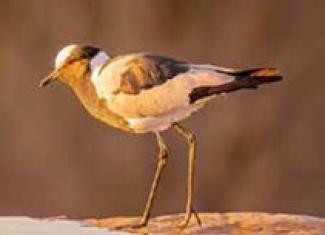 Madikwe Game Reserve - lapwing