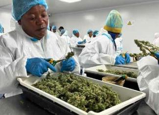 The cannabis and hemp industry will be supported by several schemes