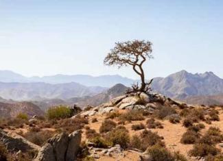 The clear atmosphere above the park provides visitors the perfect stargazing
