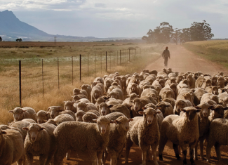 Agritourism offers visitors a peek into South Africa’s rural heartland.