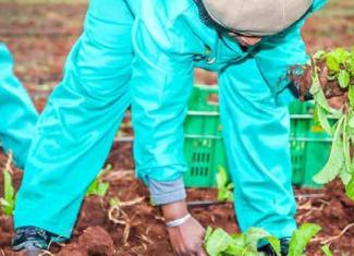 IoT-enabled precision farming smallholder vegetable farmers.