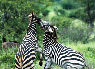 Thanks to conservation efforts, the park is now home to the endangered Cape mountain zebra.