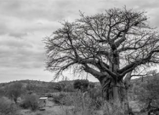 Ancient baobab trees in Mapungubwe National Park. Photo: Rudolph de Girardier