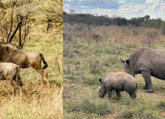 Dinokeng