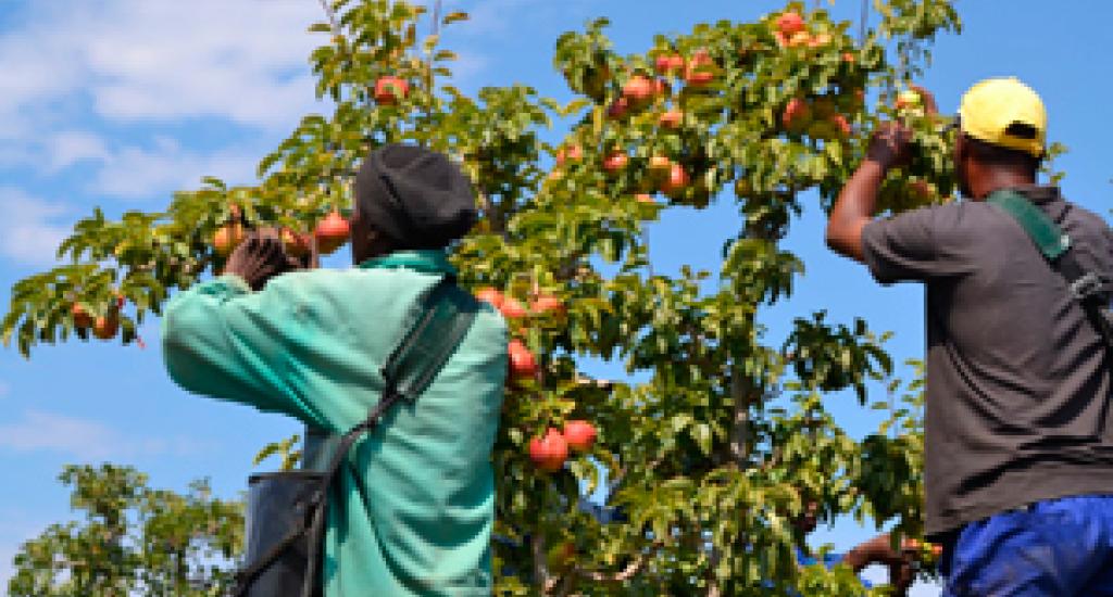 Workers at a land reform farm, Loufontein farm, in Villiersdorp, which was acquired by the Department of Land Reform and Rural Development.
