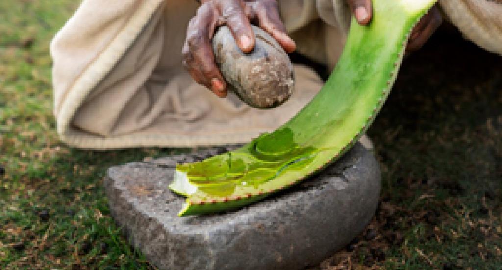 The-potential-of-African-traditional-medicine-is-being-unlocked-by-several-initiatives-in-South-Africa
