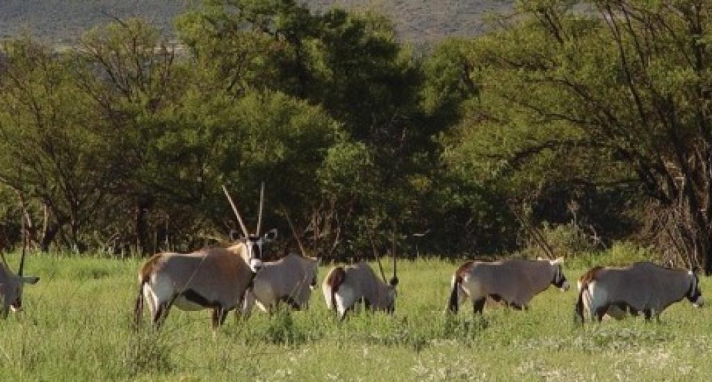 Gemsbok