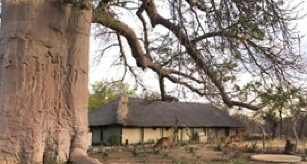 Mapungubwe tree