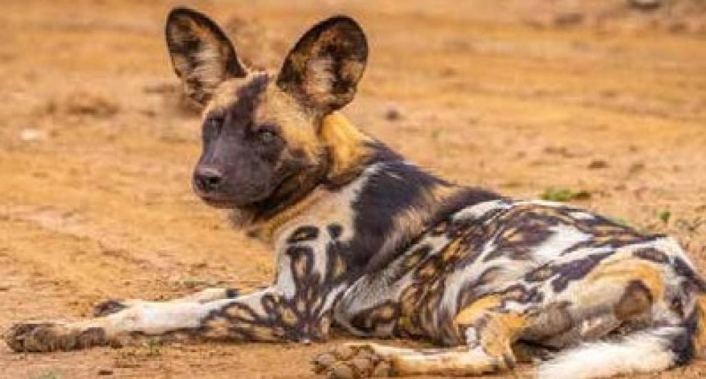 The reserve is home to highly- endangered African wild dogs