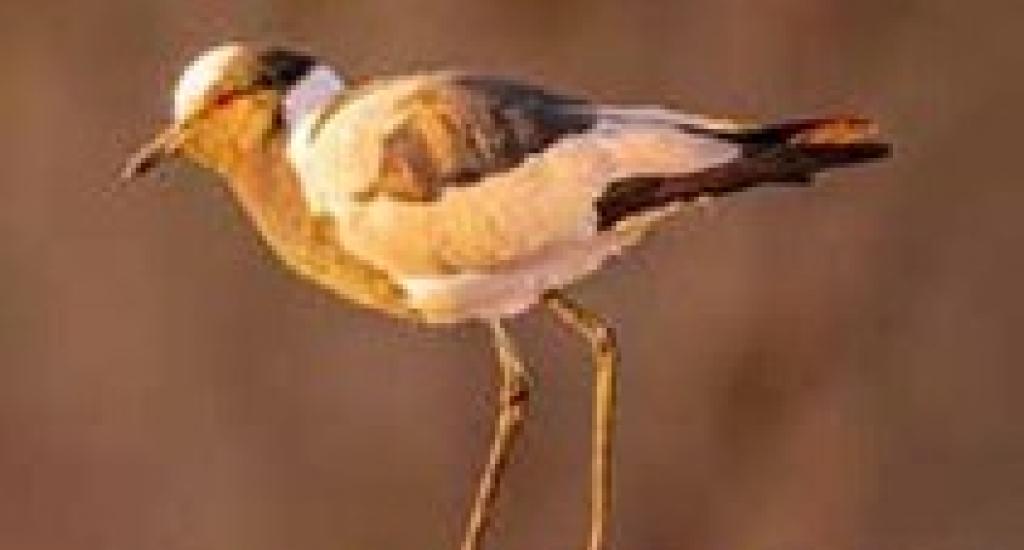 Madikwe Game Reserve - lapwing