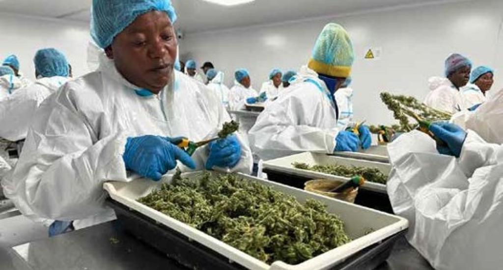 The cannabis and hemp industry will be supported by several schemes