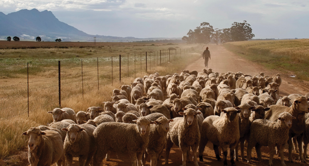 Agritourism offers visitors a peek into South Africa’s rural heartland.