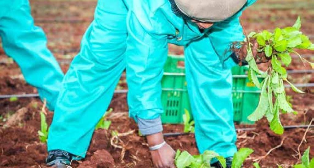 IoT-enabled precision farming smallholder vegetable farmers.
