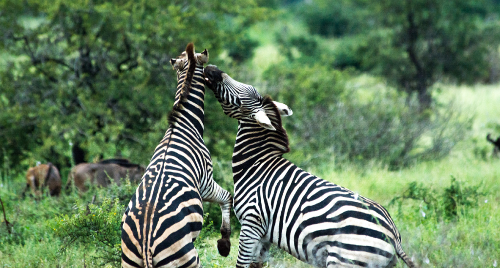 Thanks to conservation efforts, the park is now home to the endangered Cape mountain zebra.
