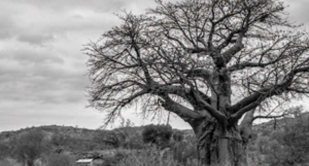 Ancient baobab trees in Mapungubwe National Park. Photo: Rudolph de Girardier