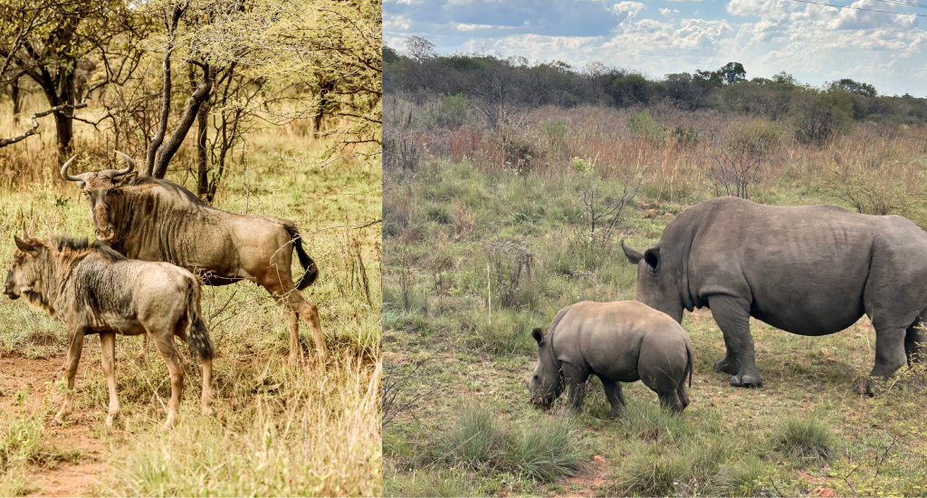 Dinokeng